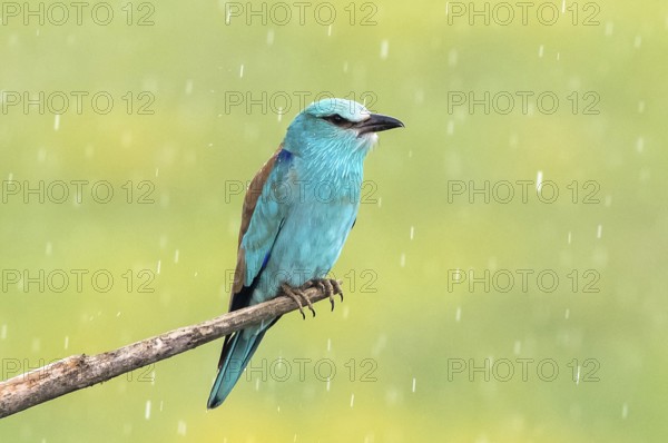 European Roller (Coracias garrulus) perched on a branch in the rain, Subotica, Serbia