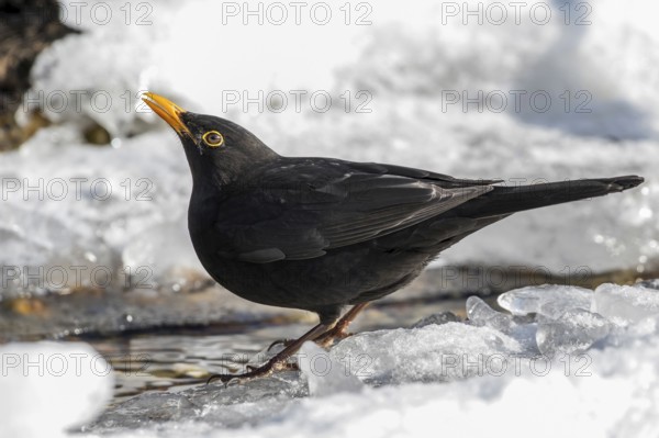Common Blackbird (Turdus merula) male drinking in an icy creek, Mecklenburg-Western Pomerania, Germany