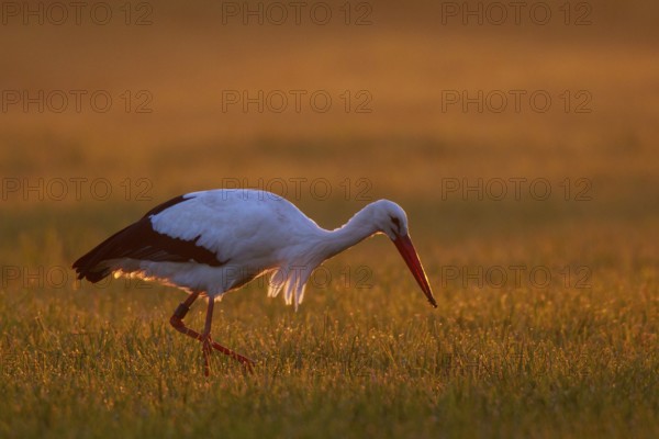 White Stork (Ciconia ciconia) foraging, North Rhine-Westphalia, Germany
