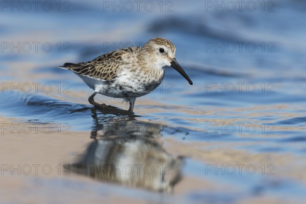 Dunlin (Calidris alpina) foraging, Eilat, Israel