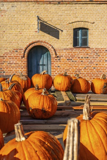 Ripe pumpkins lying on an old wooden trailer in front of a farm shop on a farm, village of Rieben near Beelitz, Fläming, Brandenburg, Germany