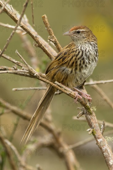 New Zealand Fernbird (Megalurus punctatus), New Zealand