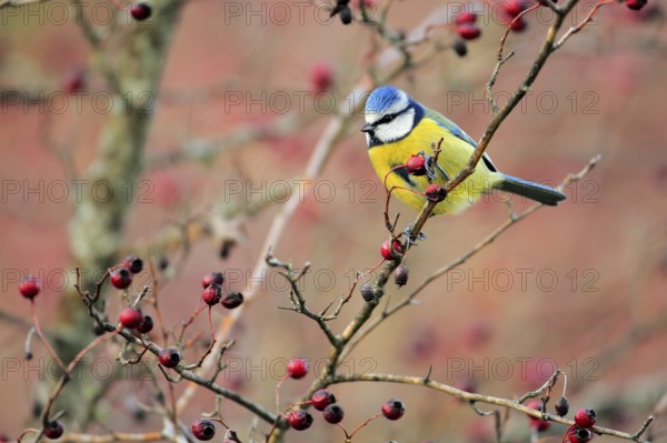 Eurasian Blue Tit (Cyanistes caeruleus) perched on a branch, Andalusia, Spain