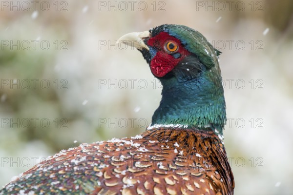 Common Pheasant (Phasianus colchicus) male, Lower Saxony, Germany