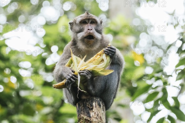 A monkey perches on a tree, savoring an ear of corn amidst lush greenery in Bali. The image captures the essence of wildlife and the vibrant life within tropical forests
