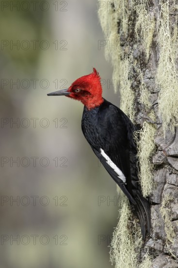 Magellanic Woodpecker (Campephilus magellanicus) perched on a branch in Chile