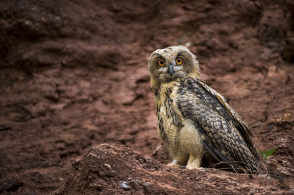 Eurasian Eagle-Owl (Bubo bubo) juvenile, Rhineland-Palatinate, Germany