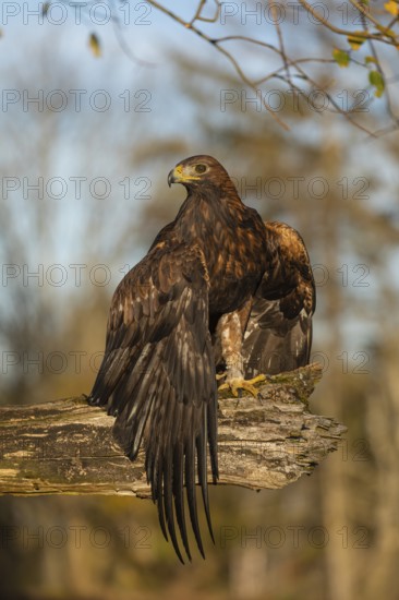 One golden eagle (Aquila chrysaetos) sitting on a broken and rotting log with fall foliage in the background