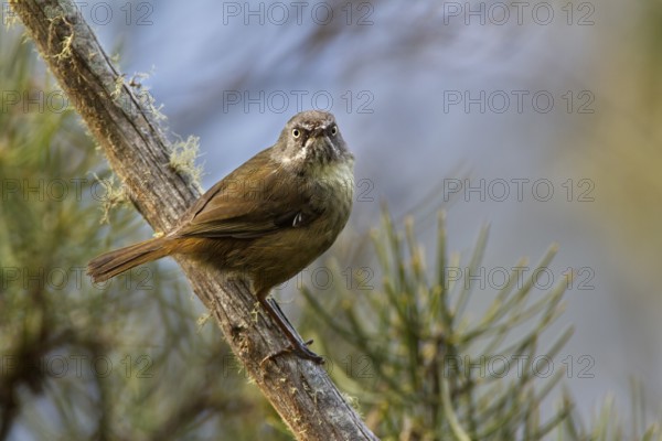 Tasmanian Scrubwren (Sericornis humilis), Tasmania, Australia