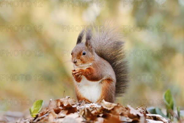 Eurasian squirrel (Sciurus vulgaris) sitting feeding on a pile of leaves with hoarfrost, North Rhine-Westphalia, Germany