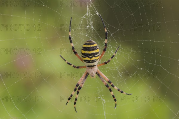 Wespenspinne (Argiope bruennichi) wasp spider