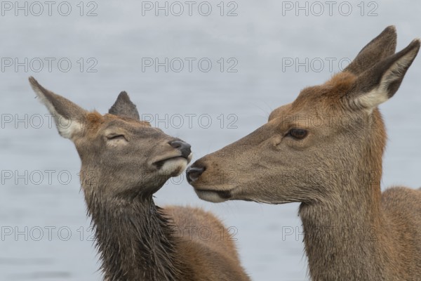 Red deer (Cervus elaphus) adult female parent mother animal and juvenile fawn interacting together, England, United Kingdom