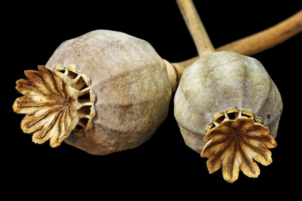 Poppy, poppy seed, capsules, poppy capsules, close-up