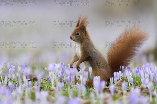 A squirrel sits in a meadow with flowers, crocus, purple crocuses, (Sciurus vulgaris), spring, animals, mammals, Bavaria, Federal Republic of Germany