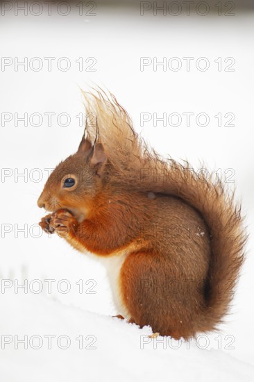 Red squirrel (Sciurus vulgaris) adult animal feeding on a nut in snow in winter, Scotland, United Kingdom