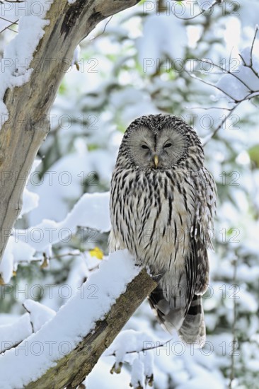 Ural owl (Strix uralensis), captive, Switzerland