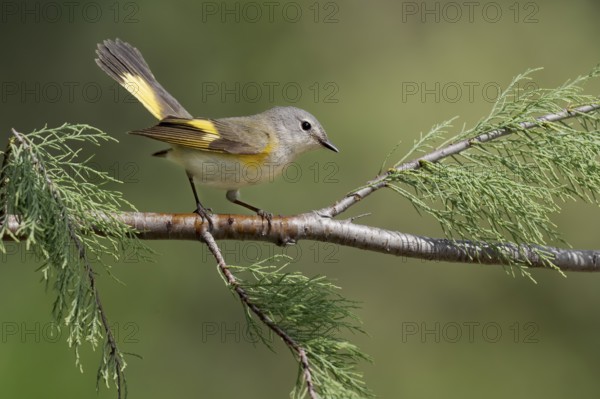 American Redstart (Setophaga ruticilla) female, Texas, USA