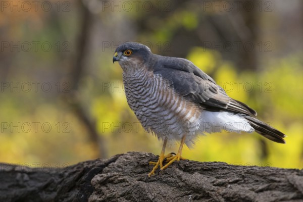 Eurasian Sparrowhawk (Accipiter nisus), Subotica, Serbia