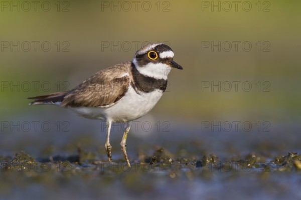 Little Ringed Plover (Charadrius dubius) foraging in the mud, Poland