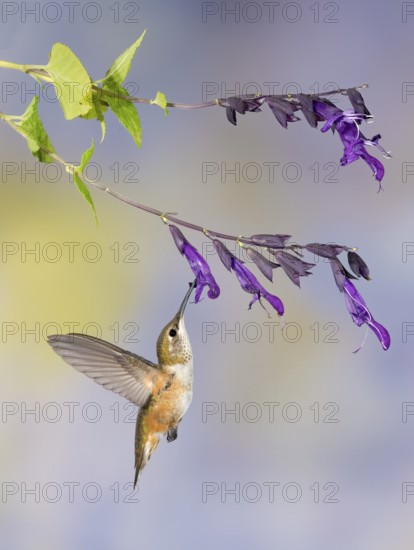 Rufous Hummingbird (Selasphorus rufus) flying while feeding at flower nectar, Texas, USA