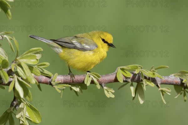 Blue-winged Warbler (Vermivora cyanoptera) male perched on a branch, Texas, USA