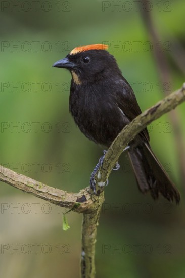 Flame-crested Tanager (Tachyphonus cristatus) perched on a branch in the Atlantic rainforest of southeast Brazil