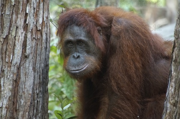Borneo, Indonesia, Orang Utan, (Pongo pygmaeus), Animals, Mammals, Female, Borneo, Indonesia