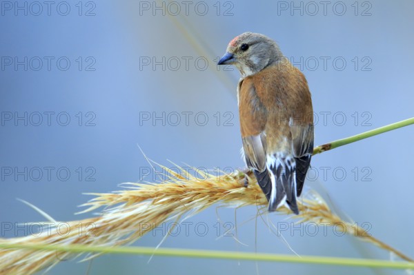 Common Linnet (Linaria cannabina) male, Andalusia, Spain