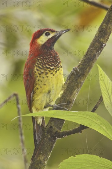 Crimson-mantled Woodpecker (Colaptes rivolii), Ecuador