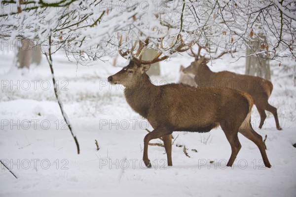 A stag on the move in the snow-covered forest. Another stag in the background, winter, red deer (Cervus elaphus), Hesse, Germany