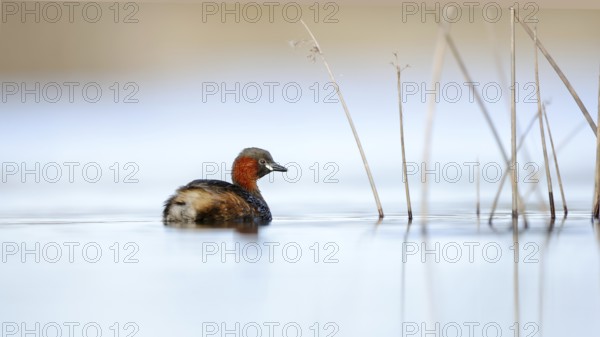 A little grebe is peacefully swimming in the serene waters of Puebla de BeleÃ±a, Spain. The calm atmosphere highlights the bird natural beauty in its habitat