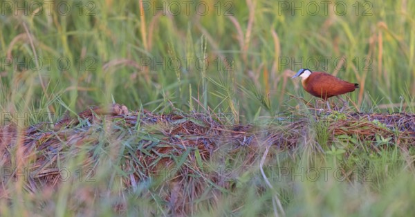 Blue-fronted Jacanas, (Actophilornis africana), Actophilornis africanus
