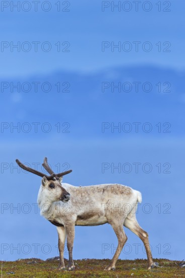 Reindeer, Ren, (Rangifer tarandus), Animals, Mammals, Deer family, Varanger, Finnmark, Norway