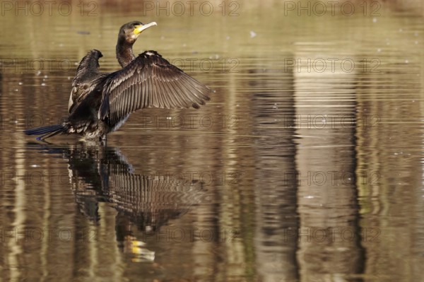 Cormorant on a lake, winter, Germany