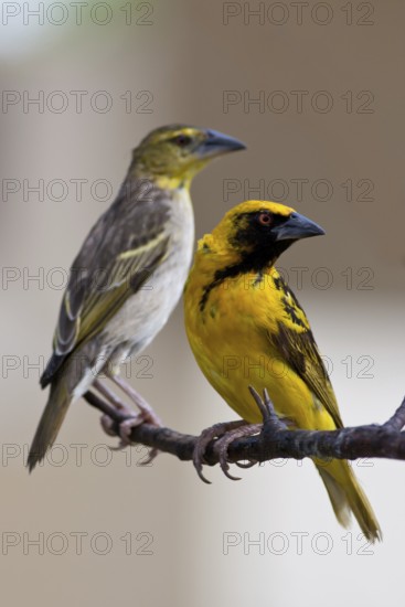 Village Weaver (Ploceus cucullatus spilonotus) pair perched on a branch, Mauritius
