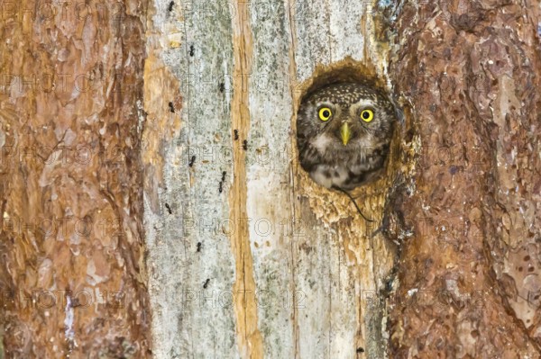 Eurasian Pygmy Owl (Glaucidium passerinum) female looking out of breeding cavity, Bavaria, Germany