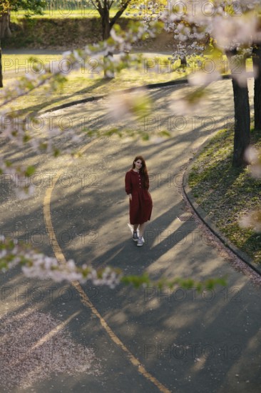 A serene scene of a person walking on a quiet, blossom-lined park path in Japan. Sakura flowers and afternoon light create a tranquil, picturesque atmosphere
