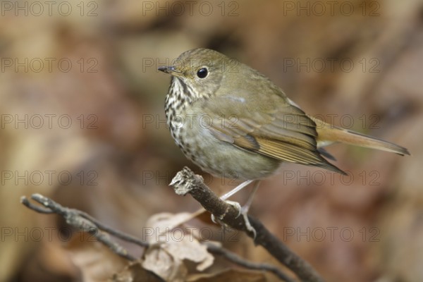 Hermit Thrush (Catharus guttatus), British Columbia, Canada