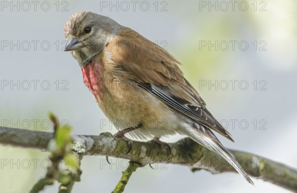 Common Linnet (Linaria cannabina) male, Schleswig-Holstein, Germany