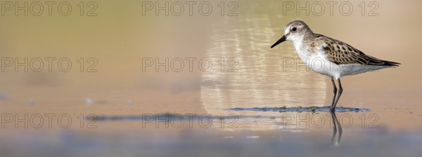 Little sandpiper (Calidris minuta), foraging in the Salalah biotope, Raysut, Sohar, Oman