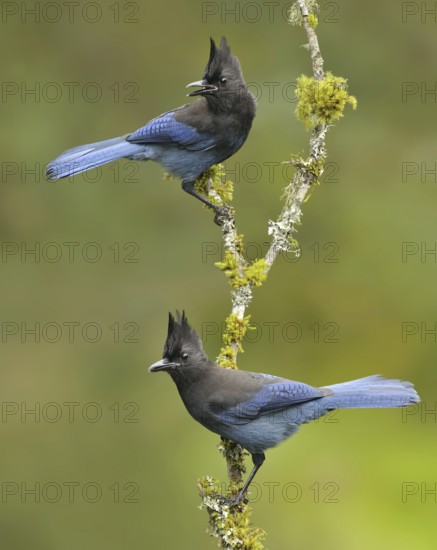 Steller's Jay (Cyanocitta stelleri), British Columbia, Canada