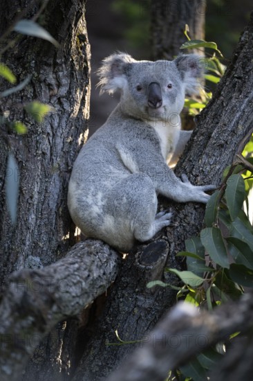 Koala (Phascolarctos cinereus), on tree trunk, captive, Baden-Württemberg, Germany