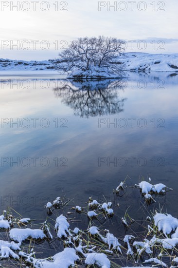 Snow-covered with bushes small island in Lake Myvatn, at blue hour, Kalfaströnd, Northern Iceland Eyestra, Iceland