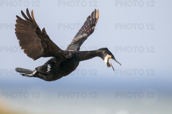Cormorant (Phalacrocorax carbo) in flight, Stralsund, Mecklenburg-Western Pomerania, Germany