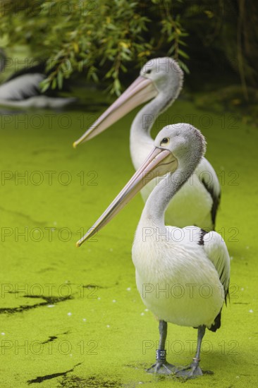 Two Australian pelicans (Pelecanus conspicillatus) stand in the very shallow water of a pond covered with duckweed