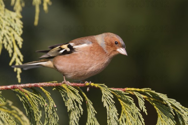 Chaffinch - Buchfink - Fringilla coelebs ssp. coelebs, Germany, adult male
