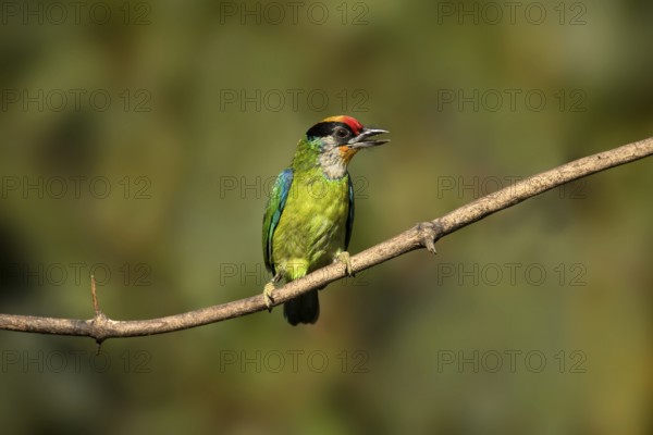 Golden-throated Barbet (Psilopogon franklinii) perched on a branch, Yunnan, China