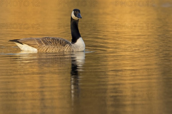 Canada goose, (Branta canadensis), animals, birds, goose, geese, duck family, NSG Wagbachniederung, Waghäusel, Baden-Würrttemberg, Germany