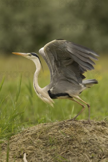 Grey Heron (Ardea cinerea), Serbia