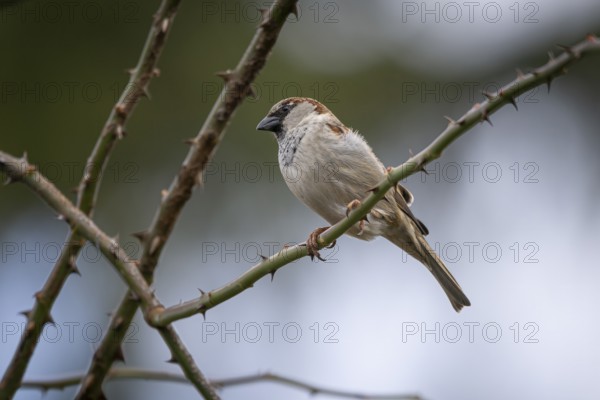 A sparrow (Passeridae) sitting on a thorny branch in a natural environment, Ternitz, Lower Austria, Austria